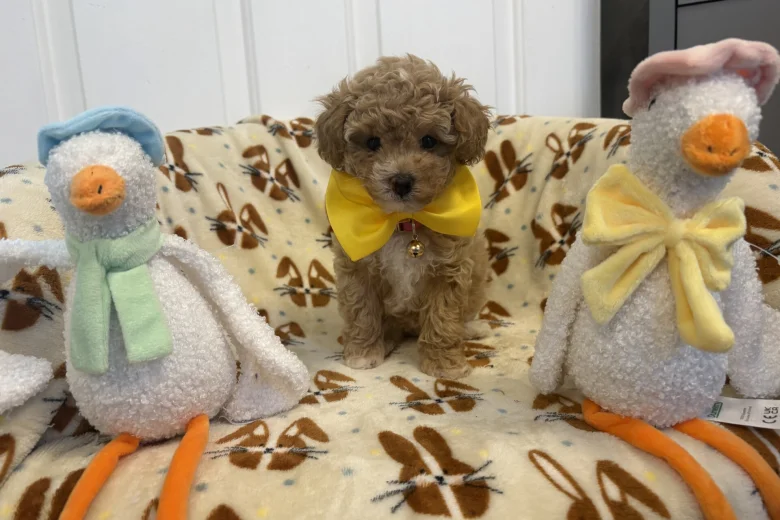 Toy Poodle
