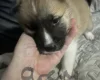 Akita