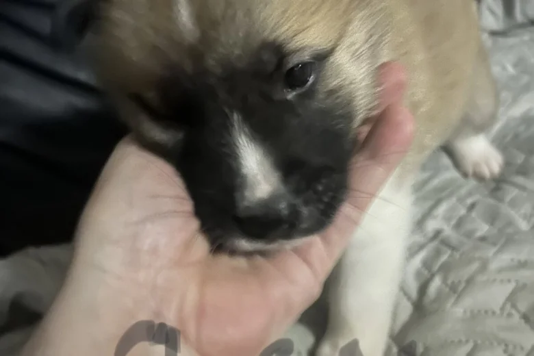 Akita