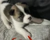 Akita
