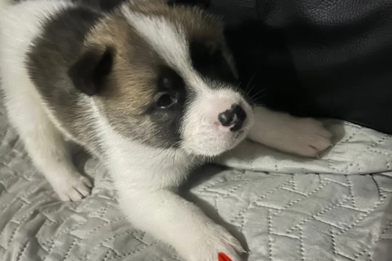 Akita