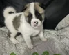 Akita