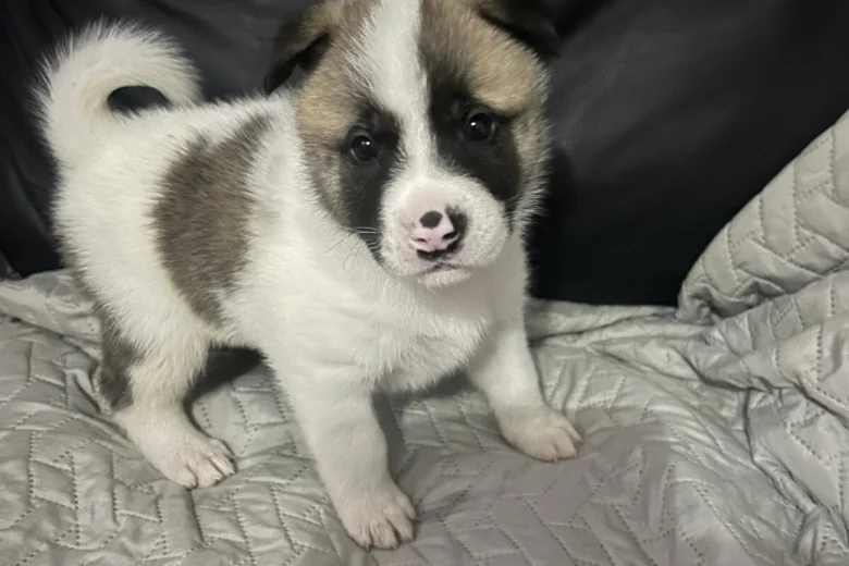 Akita