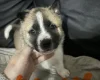 Akita