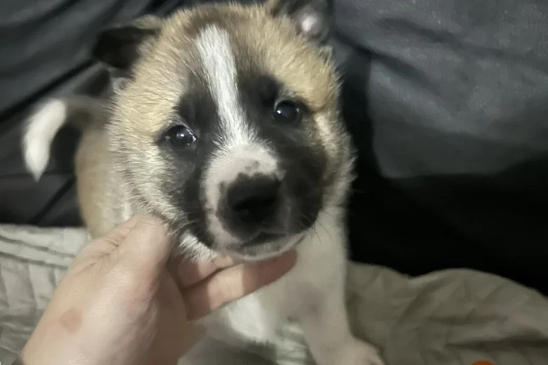 Akita