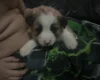 Akita