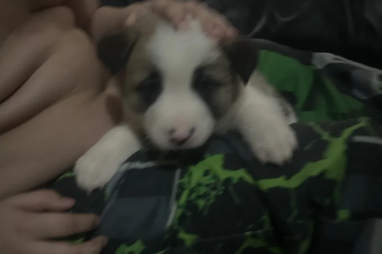 Akita
