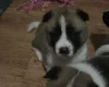 Akita