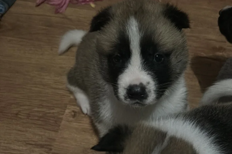 Akita