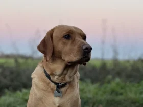 Labrador Retriever