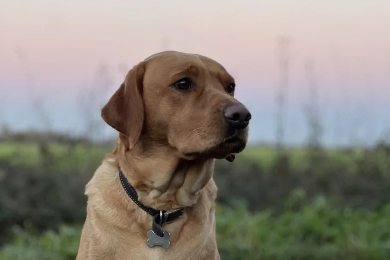 Labrador Retriever