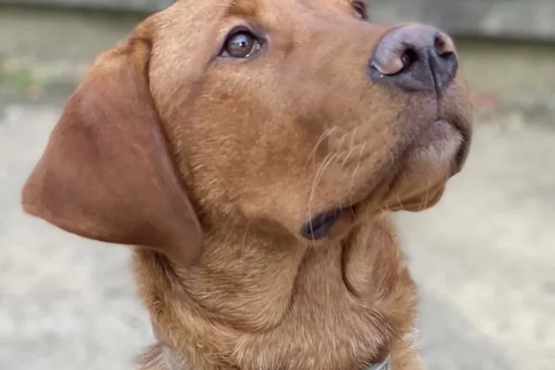 Labrador Retriever