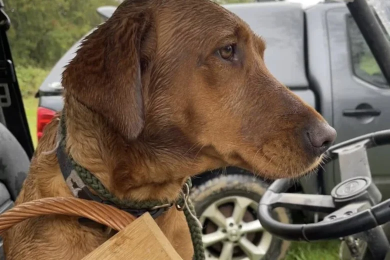 Labrador Retriever