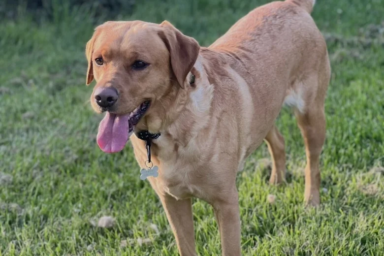 Labrador Retriever