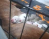 Alapaha Blue Blood Bulldog
