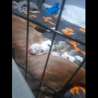 Alapaha Blue Blood Bulldog