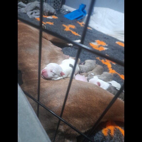 Alapaha Blue Blood Bulldog