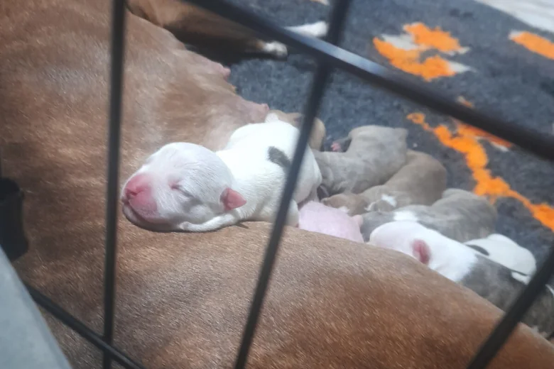 Alapaha Blue Blood Bulldog