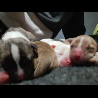 Alapaha Blue Blood Bulldog