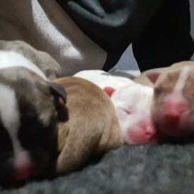 Alapaha Blue Blood Bulldog