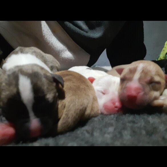 Alapaha Blue Blood Bulldog