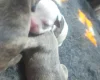 Alapaha Blue Blood Bulldog