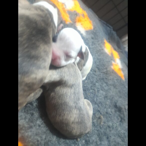 Alapaha Blue Blood Bulldog