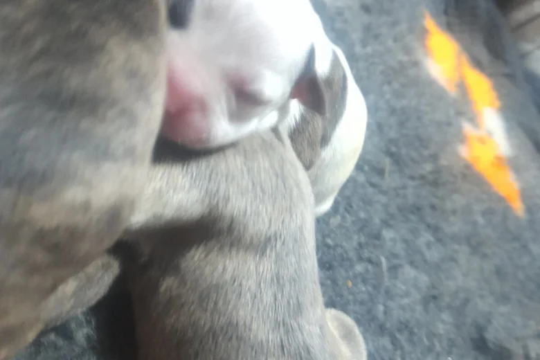 Alapaha Blue Blood Bulldog