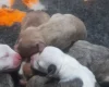 Alapaha Blue Blood Bulldog