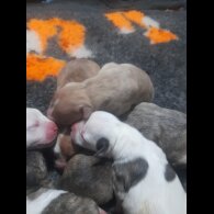 Alapaha Blue Blood Bulldog