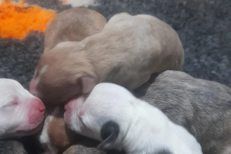 Alapaha Blue Blood Bulldog