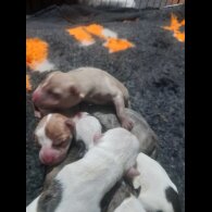 Alapaha Blue Blood Bulldog