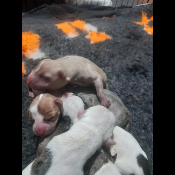 Alapaha Blue Blood Bulldog