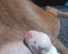 Alapaha Blue Blood Bulldog