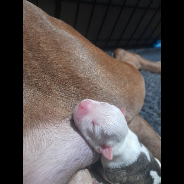 Alapaha Blue Blood Bulldog