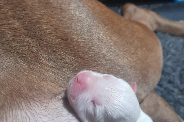 Alapaha Blue Blood Bulldog