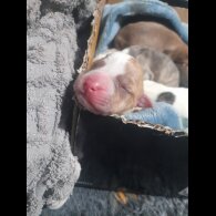 Alapaha Blue Blood Bulldog