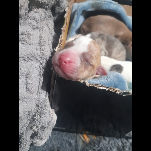 Alapaha Blue Blood Bulldog