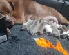 Alapaha Blue Blood Bulldog