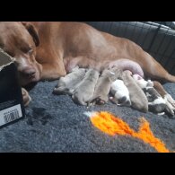 Alapaha Blue Blood Bulldog