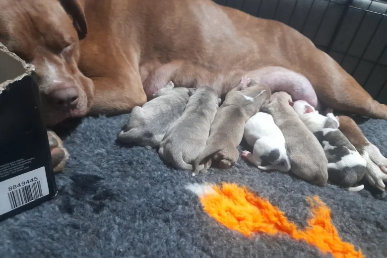 Alapaha Blue Blood Bulldog