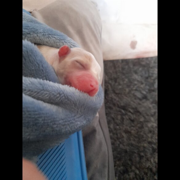 Alapaha Blue Blood Bulldog