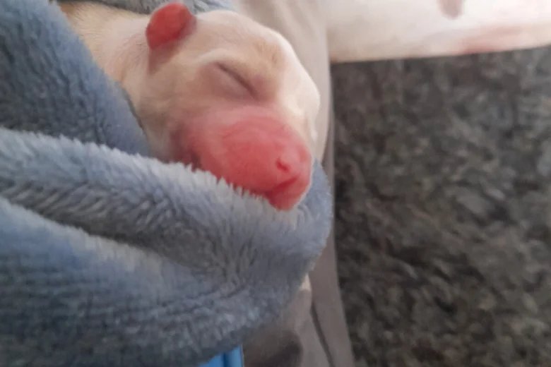 Alapaha Blue Blood Bulldog