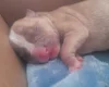 Alapaha Blue Blood Bulldog
