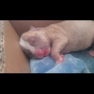 Alapaha Blue Blood Bulldog