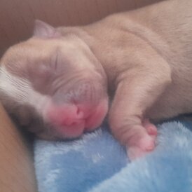 Alapaha Blue Blood Bulldog