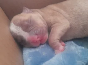 Alapaha Blue Blood Bulldog