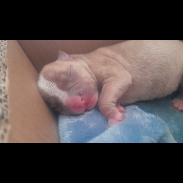 Alapaha Blue Blood Bulldog