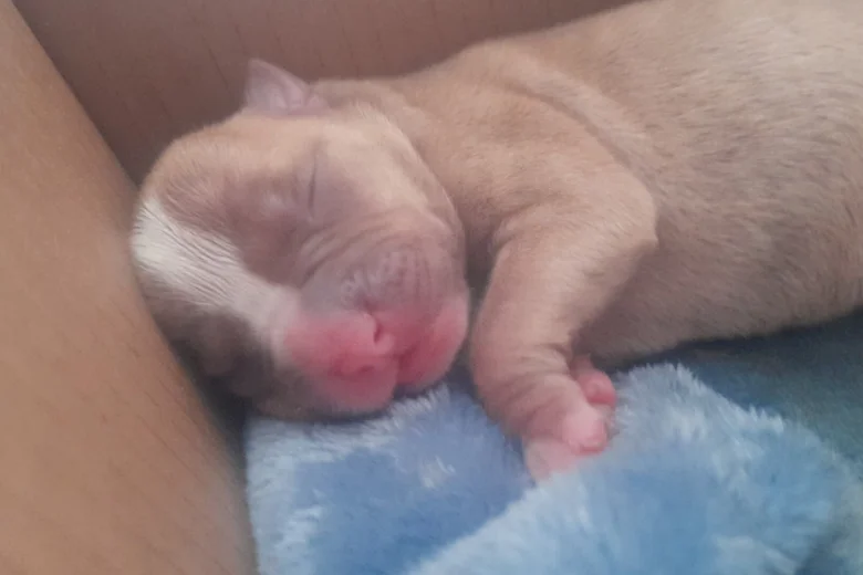 Alapaha Blue Blood Bulldog