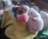 Alapaha Blue Blood Bulldog